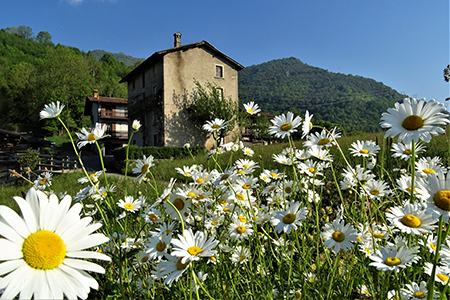 Monte Zucco (1232 m) da casa-Zogno (300 m) ad anello sui sent. CAI-505 e 505A il 16 maggio 2019 - FOTOGALLERY